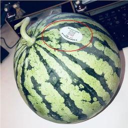 东北吃瓜网红,揭秘东北美食背后的故事